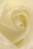 Nestled within the ruffled heart of a cream-white rose, this image draws the senses inward, as though enveloped by the flower's own gentle embrace on a quiet Hitchin morning. The spiraled petals invite a tender exploration-ivory folds so delicate they seem to glow, touched by the golden light filtering through nearby Market Place windows. Each layer holds a sense of new beginnings, with faint shadows tracing softly along their contours, adding depth and a sense of hushed wonder. The atmosphere resonates with peace, ideal for conveying sympathy, admiration, or celebrating milestones amid Hitchin's welcoming streets. The suggestion of a sweet, subtle fragrance weaves through the air, evoking the comforting presence of flowers in a loved one's home. The extraordinary craftsmanship behind each petal reflects the dedication at Flowers Hitchin, where every arrangement becomes a uniquely personal tribute to life's significant moments-be it a farewell, a heartfelt thank you, or marking a hopeful new chapter in the heart of this cherished Hertfordshire town.